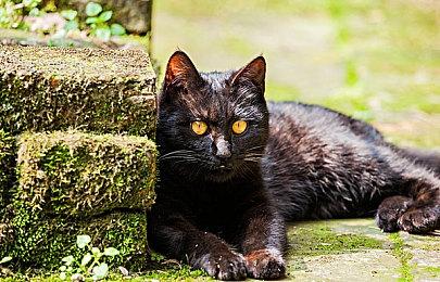 Switch 2首发游戏《马里奥赛车世界》公布